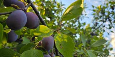 Vendo ciruelas de mesa de mi propio huerto, variedad