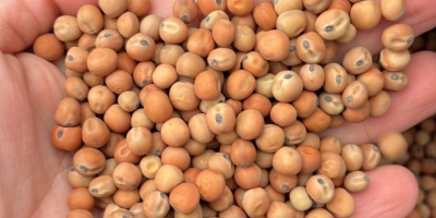 Guisantes de campo, cosecha 2026. Limpios y envasados en