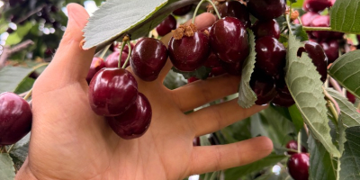 Venderé cerezas 28+ 30+ Kordia, Regina