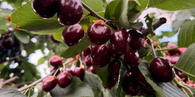 Venderé cerezas 28+ 30+ Kordia, Regina