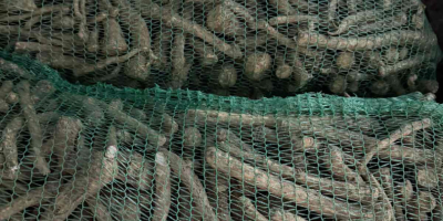 Vendo raíz de rábano picante a granel. Envío desde