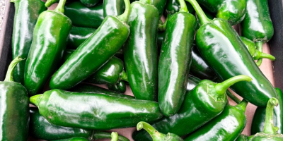 Jalapeños frescos a la venta. Se recolectan bajo pedido.