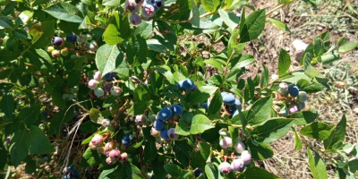 Ofrecemos arándanos americanos. ¡Ecológicos, deliciosos y jugosos!