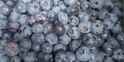 Ofrecemos arándanos americanos. ¡Ecológicos, deliciosos y jugosos!