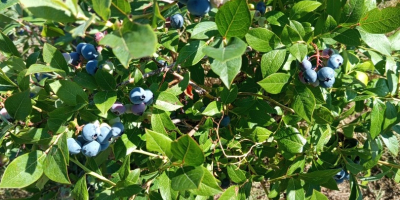 Ofrecemos arándanos americanos. ¡Ecológicos, deliciosos y jugosos!