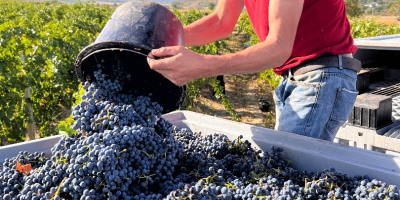 La bodega en Rumania ofrece a la venta 500