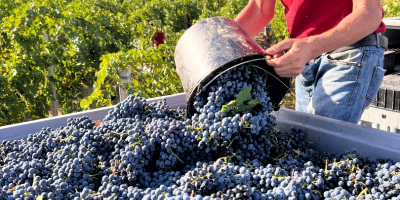 La bodega en Rumania ofrece a la venta 500