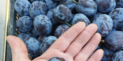 Vendemos ciruelas de la variedad "Chachanska naybolya" a 1