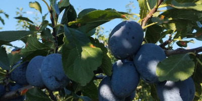 Vendemos ciruelas de la variedad "Chachanska naybolya" a 1
