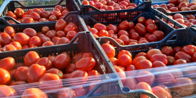 Vendo tomates enlatados.