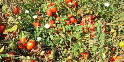 Vendo tomates enlatados.