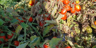 Vendo tomates enlatados.