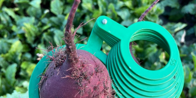 Venderé remolacha roja, variedad Monty. Calibre 5-12. Fresca, de