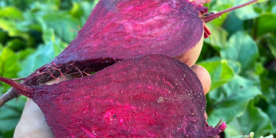 Venderé remolacha roja, variedad Monty. Calibre 5-12. Fresca, de