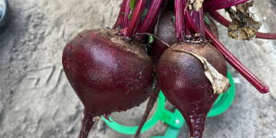 Venderé remolacha roja, variedad Monty. Calibre 5-12. Fresca, de