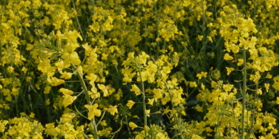 Directamente del productor: colza ucraniana, cosecha 2026. Korsoil Agro