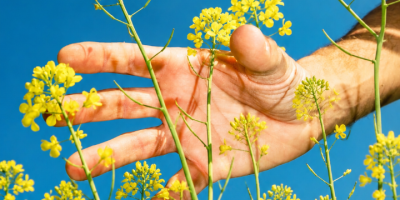 Directamente del productor: colza ucraniana, cosecha 2026. Korsoil Agro