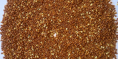 Mijo rojo, 98% de pureza, importado, libre de glifosato,