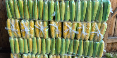 Maíz dulce en venta. Precio negociable.