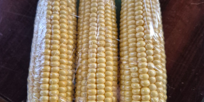 Maíz dulce en venta. Precio negociable.