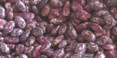 Buscamos compradores mayoristas de frijoles de Uzbekistán. Llevamos mucho