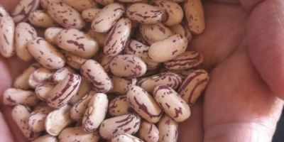 Buscamos compradores mayoristas de frijoles de Uzbekistán. Llevamos mucho