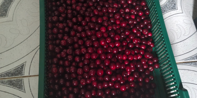 Vendo cerezas de la variedad Łutówka, cantidad 1000 kg,