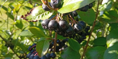 ARONIA EN VENTA 15 lei/kg