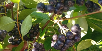 ARONIA EN VENTA 15 lei/kg