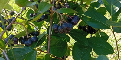ARONIA EN VENTA 15 lei/kg