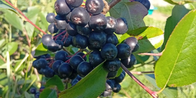 ARONIA EN VENTA 15 lei/kg