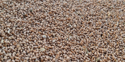 Hola, tengo unas 11 toneladas de trigo en venta,