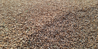 Hola, tengo unas 11 toneladas de trigo en venta,