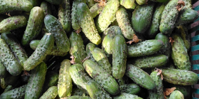 Vendo pepinos sobrantes de mi huerto. Tel. [número de