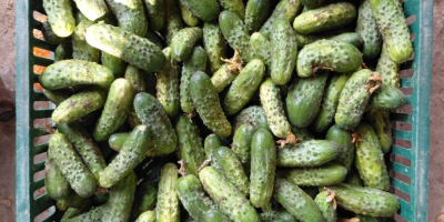 Vendo pepinos sobrantes de mi huerto. Tel. [número de