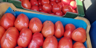 Vendo verduras frescas y sabrosas: tomates, pepinos, calabacines.