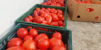 Vendo verduras frescas y sabrosas: tomates, pepinos, calabacines.