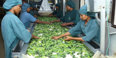Importación directa desde India: pepinillos, jalapeños y alcaparras (BRC/IFS,