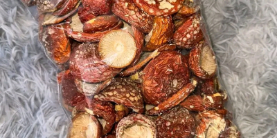 Vendo setas boletus como las de la foto.
