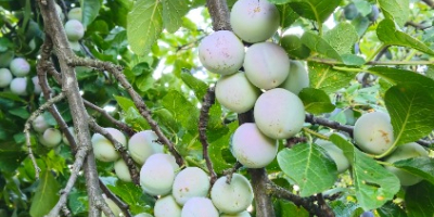 Stanley, Ciruelas Azules