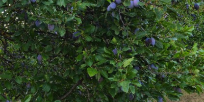 Stanley, Ciruelas Azules