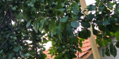 Stanley, Ciruelas Azules