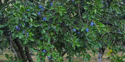 Stanley, Ciruelas Azules