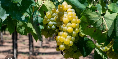 Uvas de vino orgánicas certificadas en venta, variedades Trebbiano,
