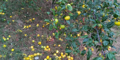 Vendo manzanas rumanas 100% orgánicas. Productor de entre 300