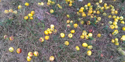 Vendo manzanas rumanas 100% orgánicas. Productor de entre 300
