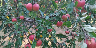 Vendo manzanas rumanas 100% orgánicas. Productor de entre 300