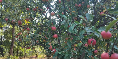 Vendo manzanas rumanas 100% orgánicas. Productor de entre 300