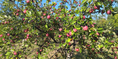 Vendo manzanas rumanas 100% orgánicas. Productor de entre 300