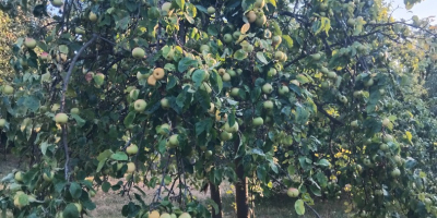 Vendo manzanas rumanas 100% orgánicas. Productor de entre 300